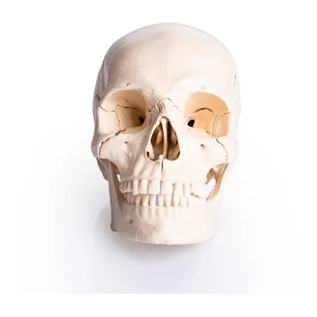 Snap skull, 18-piece, white