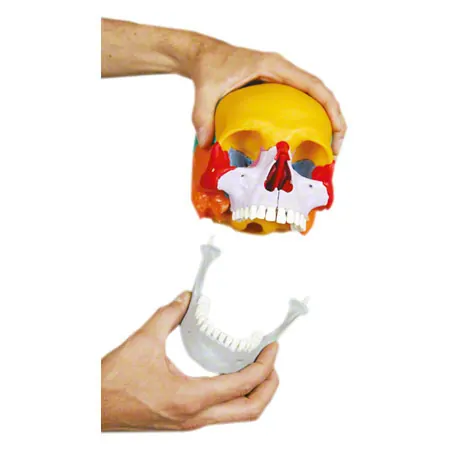 Snap skull, 18-piece, colourful