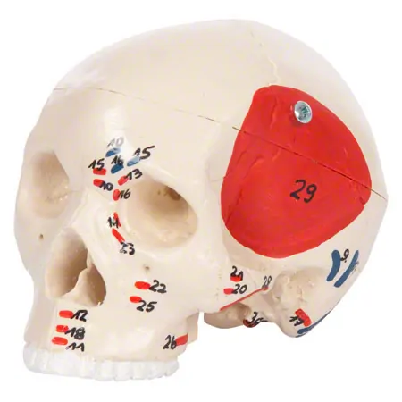 Mini Skull with muscles, 3 pieces.