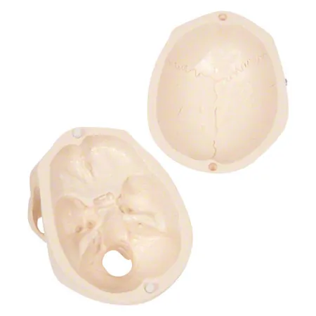 Mini Skull with muscles, 3 pieces.