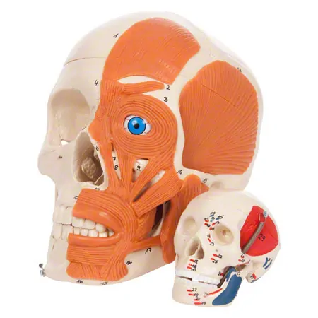 Mini Skull with muscles, 3 pieces.