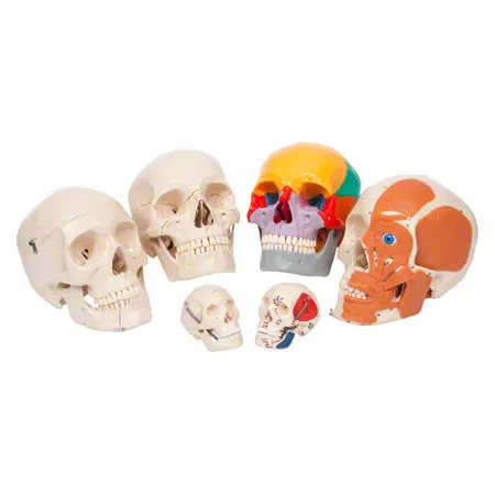 Mini Skull with muscles, 3 pieces.