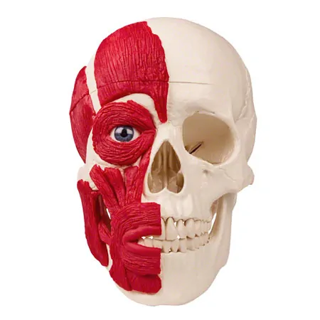 Skull with muscle, 3-piece.