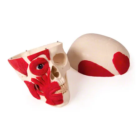 Skull with muscle, 3-piece.