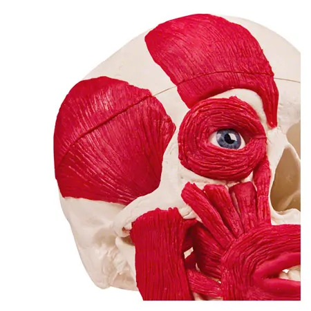 Skull with muscle, 3-piece.