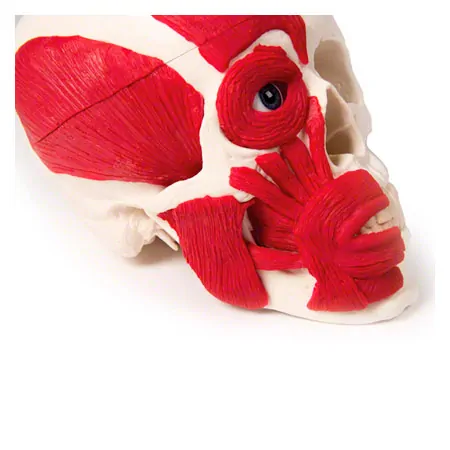 Skull with muscle, 3-piece.