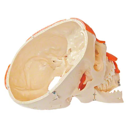 Skull with muscle, 3-piece.