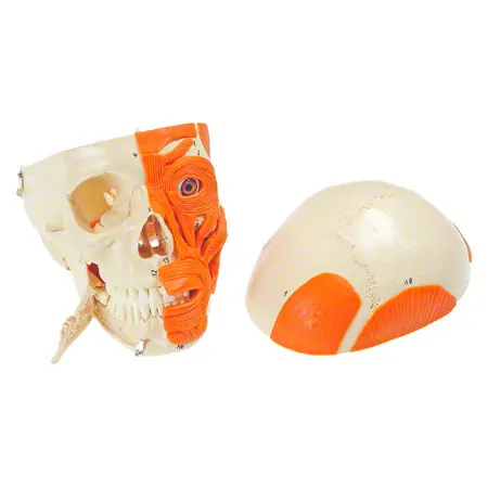 Skull with muscle, 3-piece.