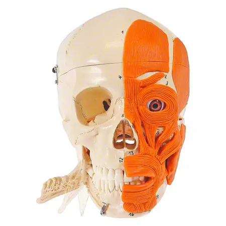 Skull with muscle, 3-piece.