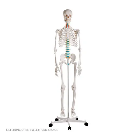 Rolling stand base for full-body skeletons