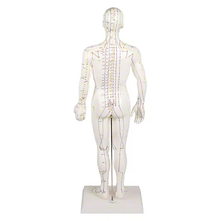 Acupuncture figure male, 45 cm