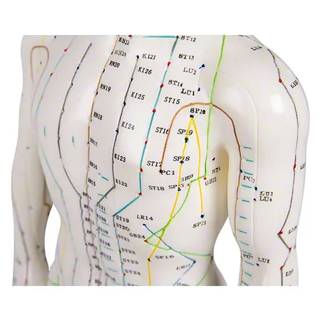 Acupuncture figure male, 45 cm