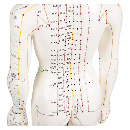 Acupuncture figure female, 45 cm