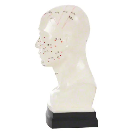 Acupuncture model head, 20 cm