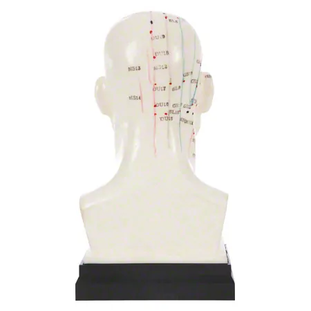 Acupuncture model head, 20 cm