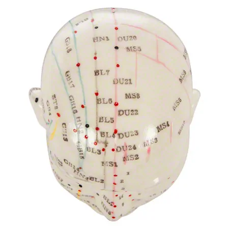 Acupuncture model head, 20 cm