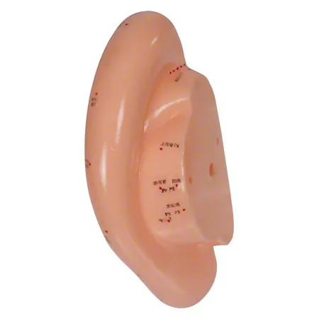 Acupuncture ear model, LxW 22x10 cm