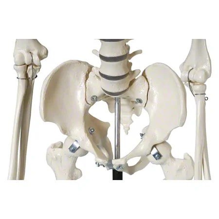 Skeleton standard incl. stand, 180 cm
