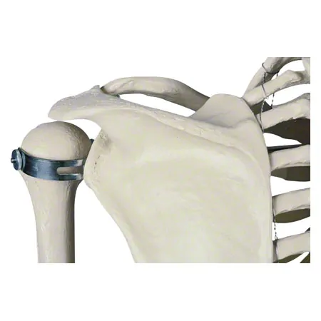 Skeleton standard incl. stand, 180 cm