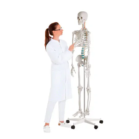 Standard skeleton incl. stand, 178 cm