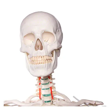 Skeleton standard incl. stand, 180 cm