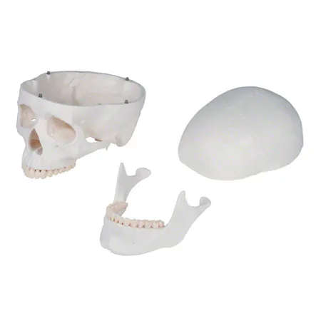 Skeleton standard incl. stand, 180 cm