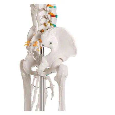 Skeleton standard incl. stand, 180 cm