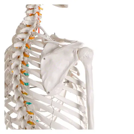 Skeleton standard incl. stand, 180 cm