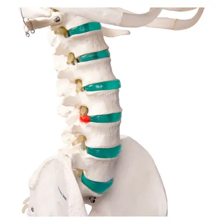 Skeleton standard incl. stand, 180 cm
