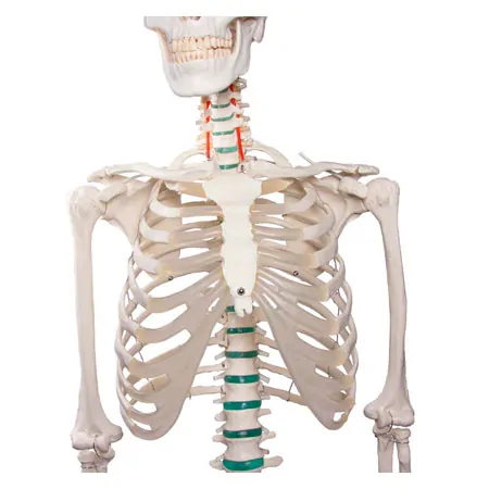 Skeleton standard incl. stand, 180 cm
