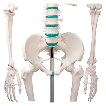 Skeleton standard incl. stand, 180 cm