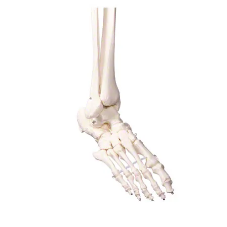 Skeleton standard incl. stand, 180 cm