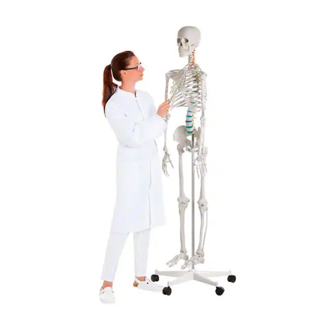 Skeleton standard incl. stand, 180 cm
