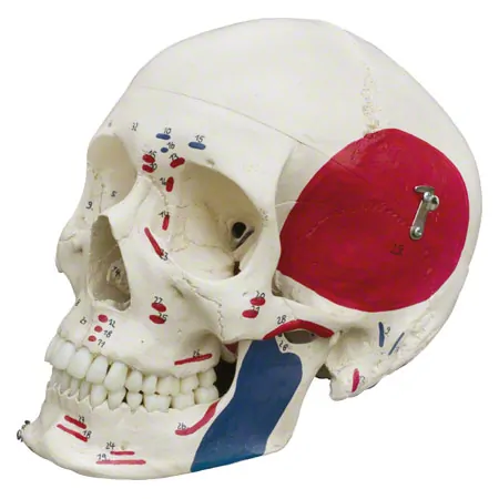 Skeleton with muscles incl. stand, 180 cm