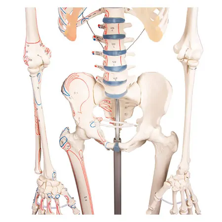 Skeleton with muscles incl. stand