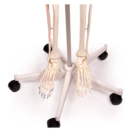 Skeleton with muscles incl. stand