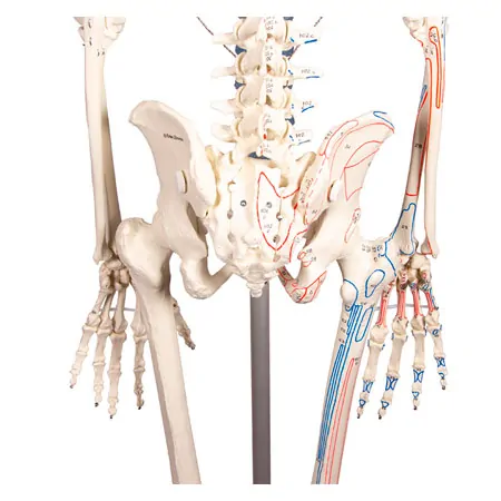 Skeleton with muscles incl. stand