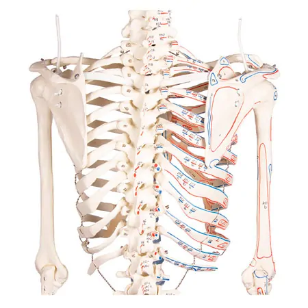 Skeleton with muscles incl. stand