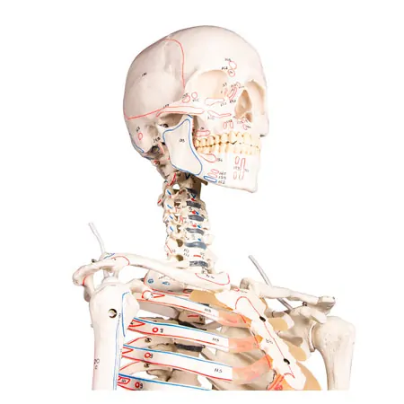 Skeleton with muscles incl. stand