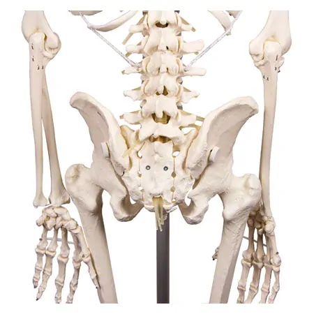 skeleton with stand, 176 cm, flexible