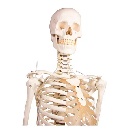 skeleton with stand, 176 cm, flexible