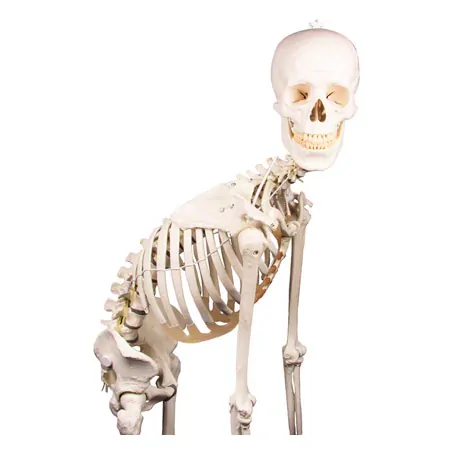 skeleton with stand, 176 cm, flexible
