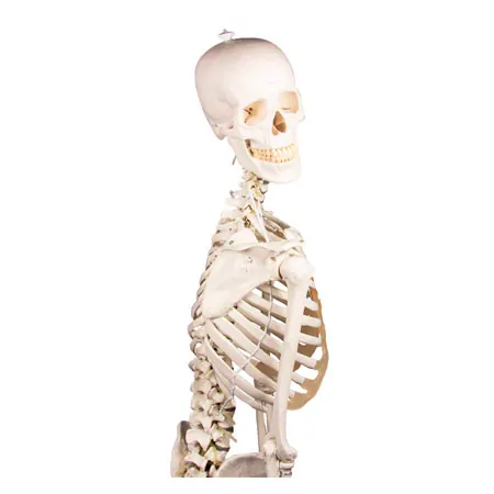 skeleton with stand, 176 cm, flexible
