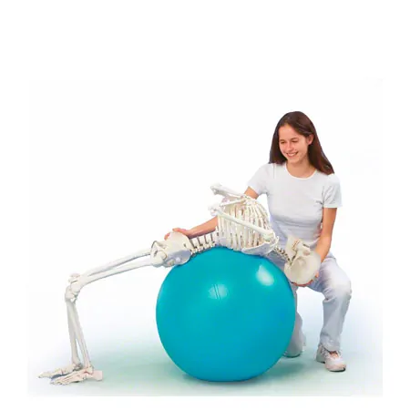 skeleton with stand, 176 cm, flexible