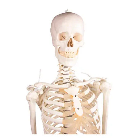 Skeletal incl. tripod, 180 cm, flexible