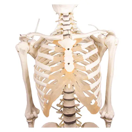 Skeletal incl. tripod, 180 cm, flexible