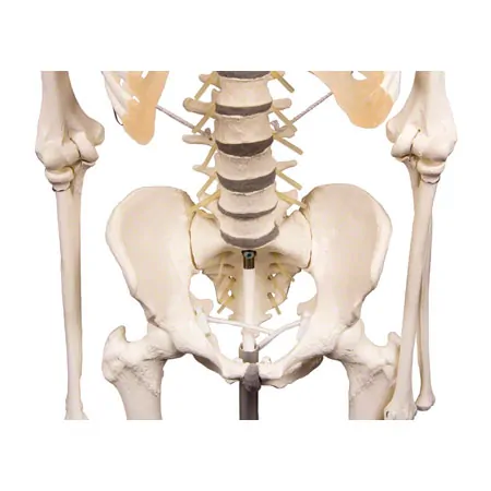 Skeletal incl. tripod, 180 cm, flexible