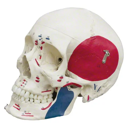 Skeleton with muscles incl. stand, flexible