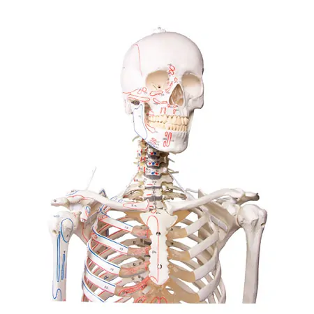 Skeleton with muscles incl. stand, flexible