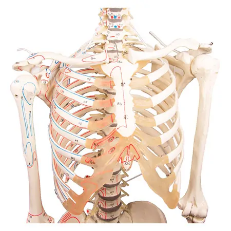 Skeleton with muscles incl. stand, flexible